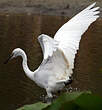 Aigrette garzette