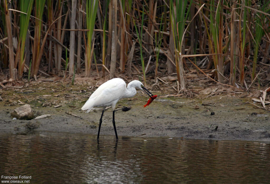 Little Egret, feeding habits