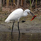 Little Egret