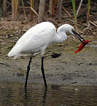 Aigrette garzette