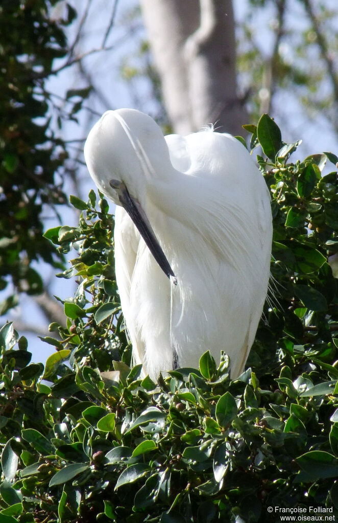 Little Egret, identification, Behaviour