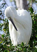 Aigrette garzette