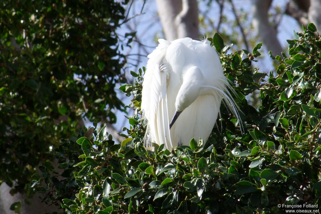 Aigrette garzette, identification