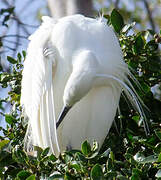 Little Egret