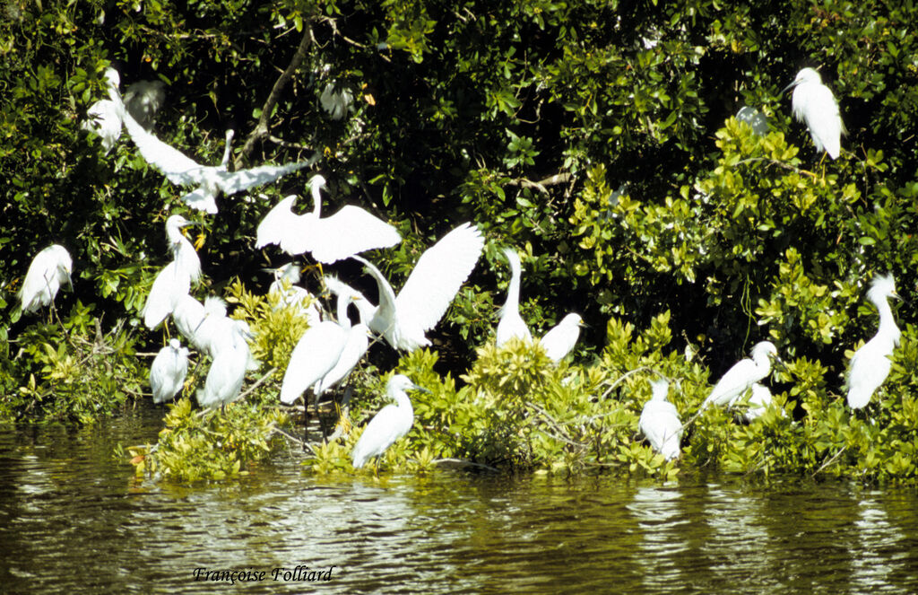 Aigrette neigeuseadulte, identification, Comportement