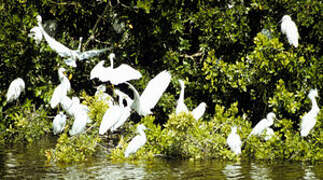 Aigrette neigeuse