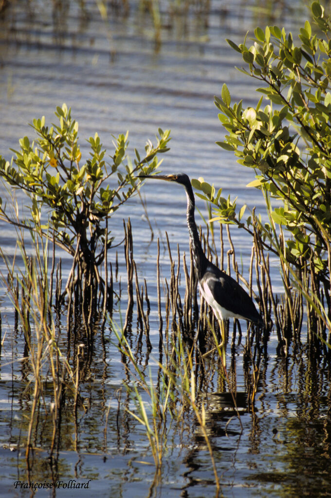 Aigrette tricoloreadulte, identification