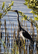 Aigrette tricolore