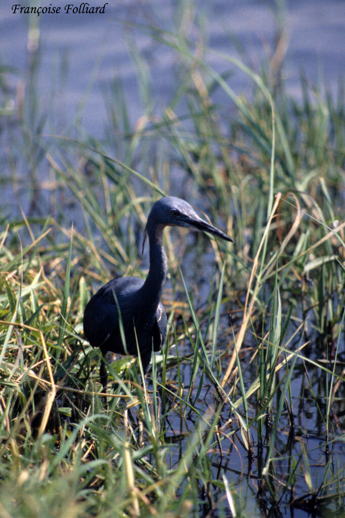 Slaty Egret, identification