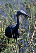 Slaty Egret