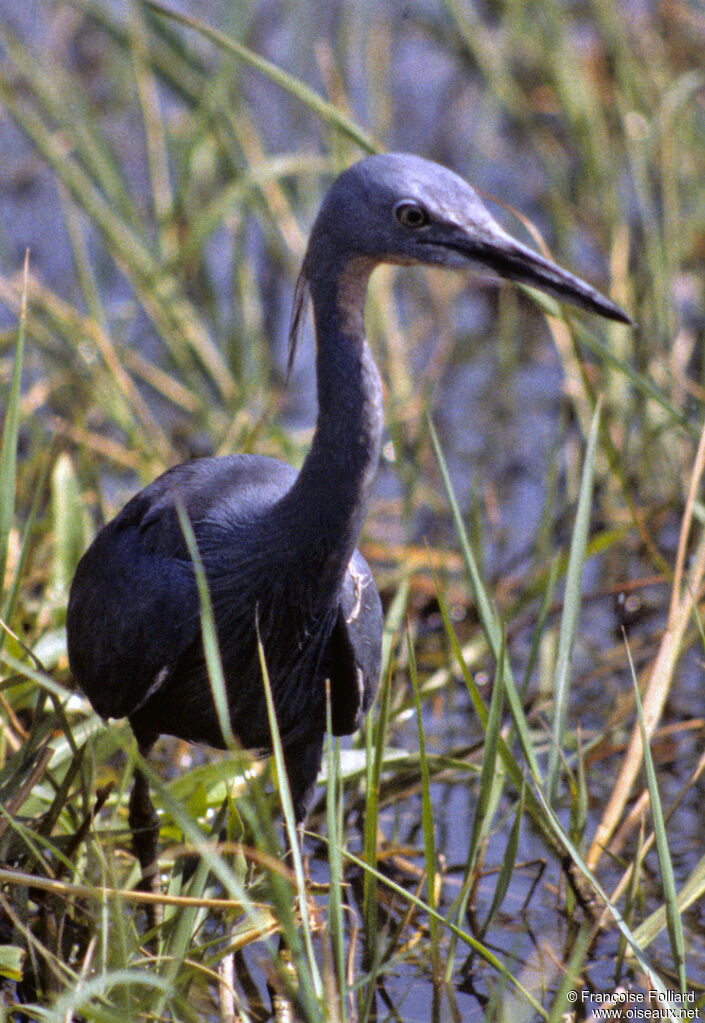 Aigrette vineuse