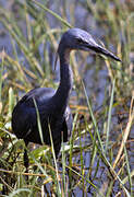 Aigrette vineuse