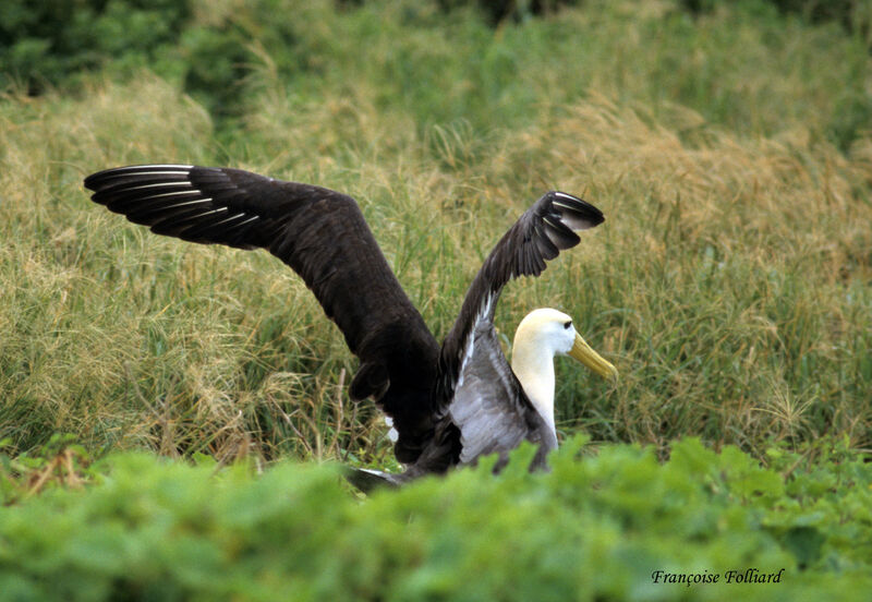 Waved Albatrossadult, Behaviour