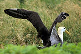 Albatros des Galapagos