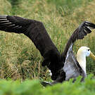 Albatros des Galapagos