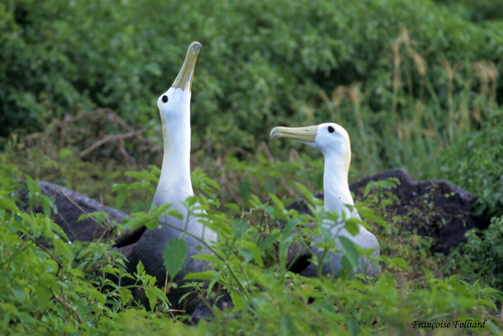 Waved Albatross adult, identification, Behaviour