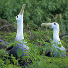 Albatros des Galapagos