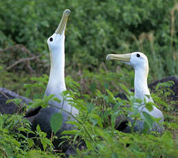 Albatros des Galapagos