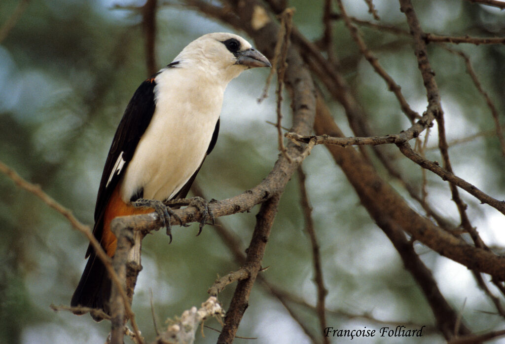 White-headed Buffalo Weaveradult, identification