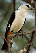 White-headed Buffalo Weaver