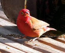 Red-billed Firefinch