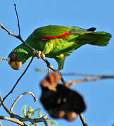 White-fronted Amazon