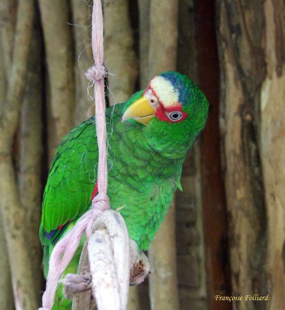 White-fronted Amazonadult, identification