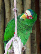 White-fronted Amazon