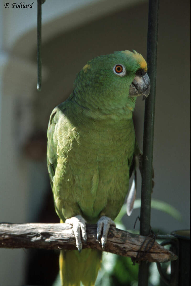 Amazone à front jaune adulte frfo64735