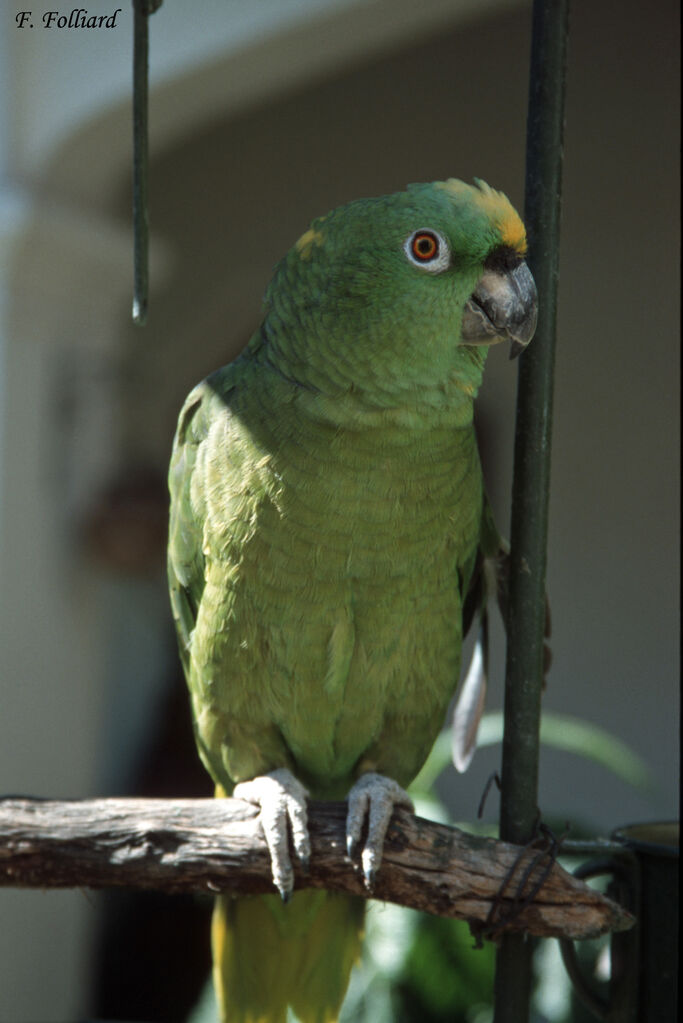 Yellow-crowned Amazonadult, identification