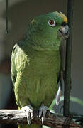 Yellow-crowned Amazon