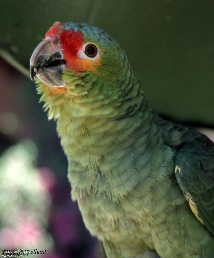 Red-lored Amazonadult, close-up portrait