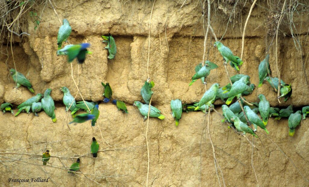 Amazone poudrée, régime, Comportement