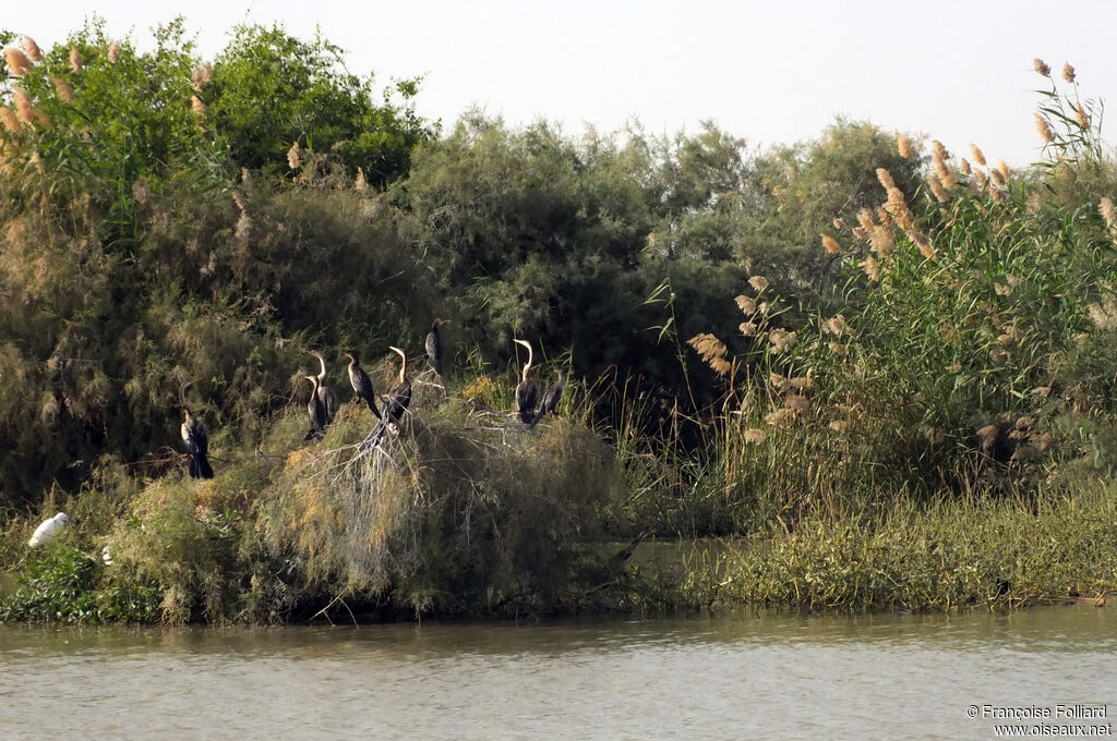 Anhinga d'Afrique, identification