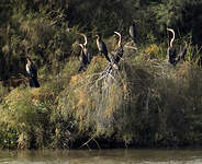 Anhinga d'Afrique