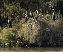 African Darter