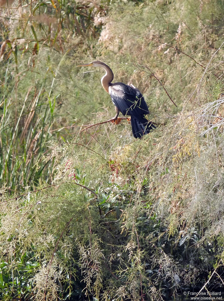 Anhinga d'Afrique