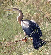 African Darter