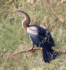 Anhinga d'Afrique