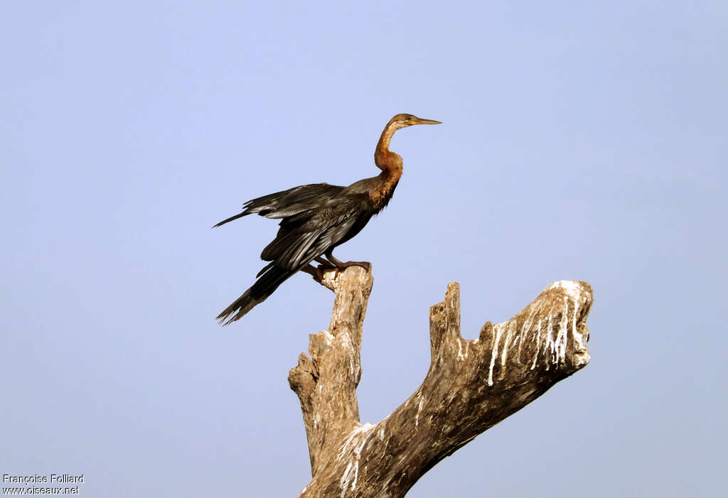 African Darteradult, identification