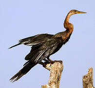 African Darter