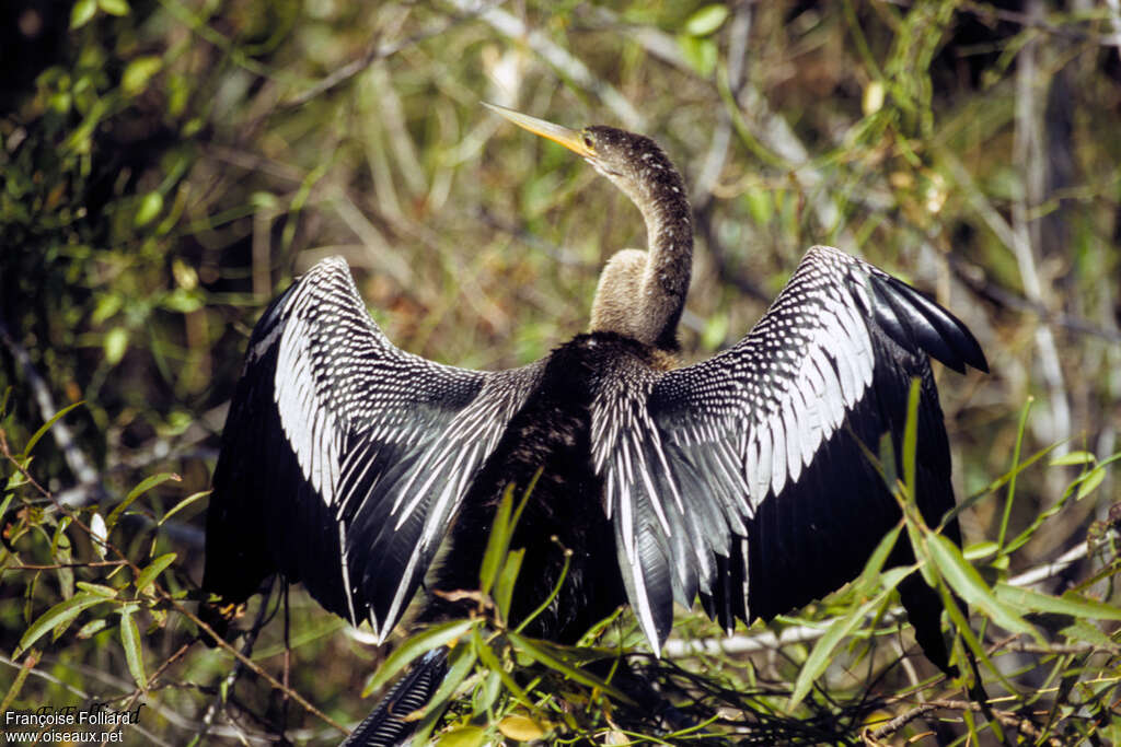 Anhinga female adult, identification, Behaviour