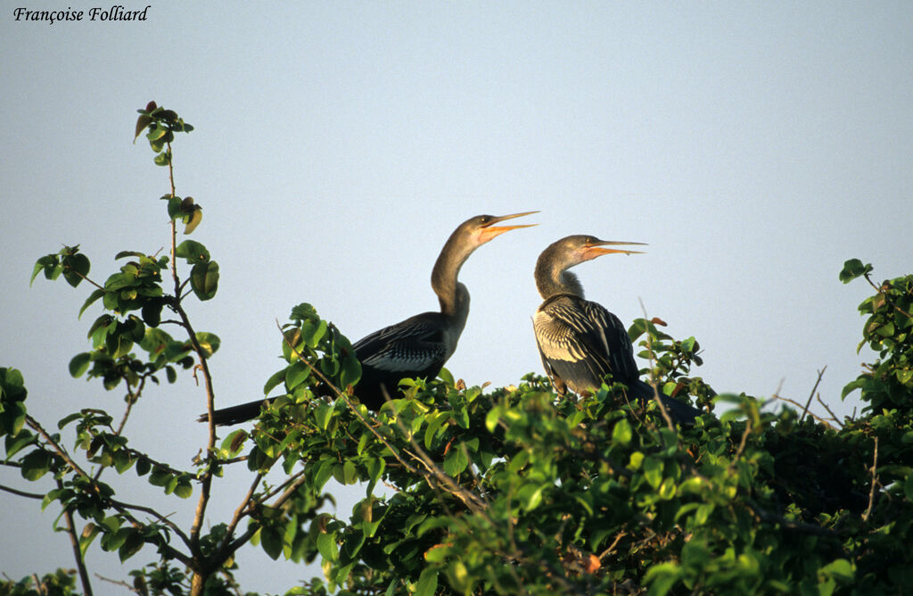 Anhinga d'Amérique , identification, Comportement