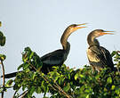 Anhinga d'Amérique