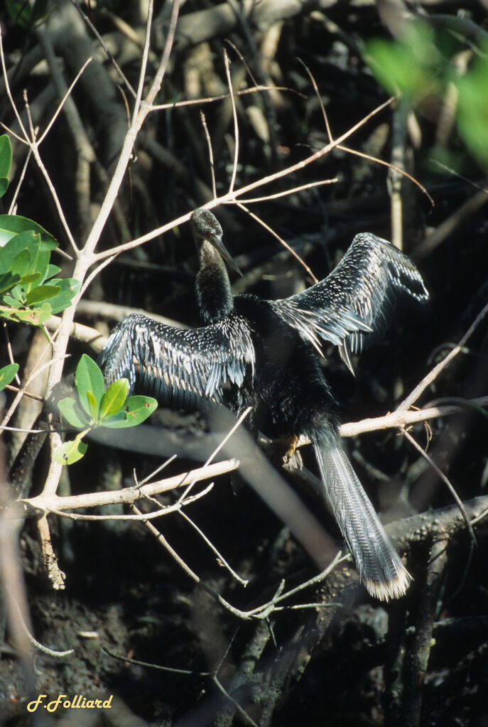 Anhinga, identification, Behaviour