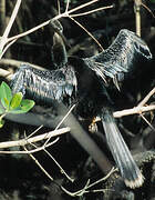 Anhinga d'Amérique