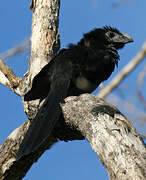 Groove-billed Ani