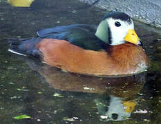 African Pygmy Goose