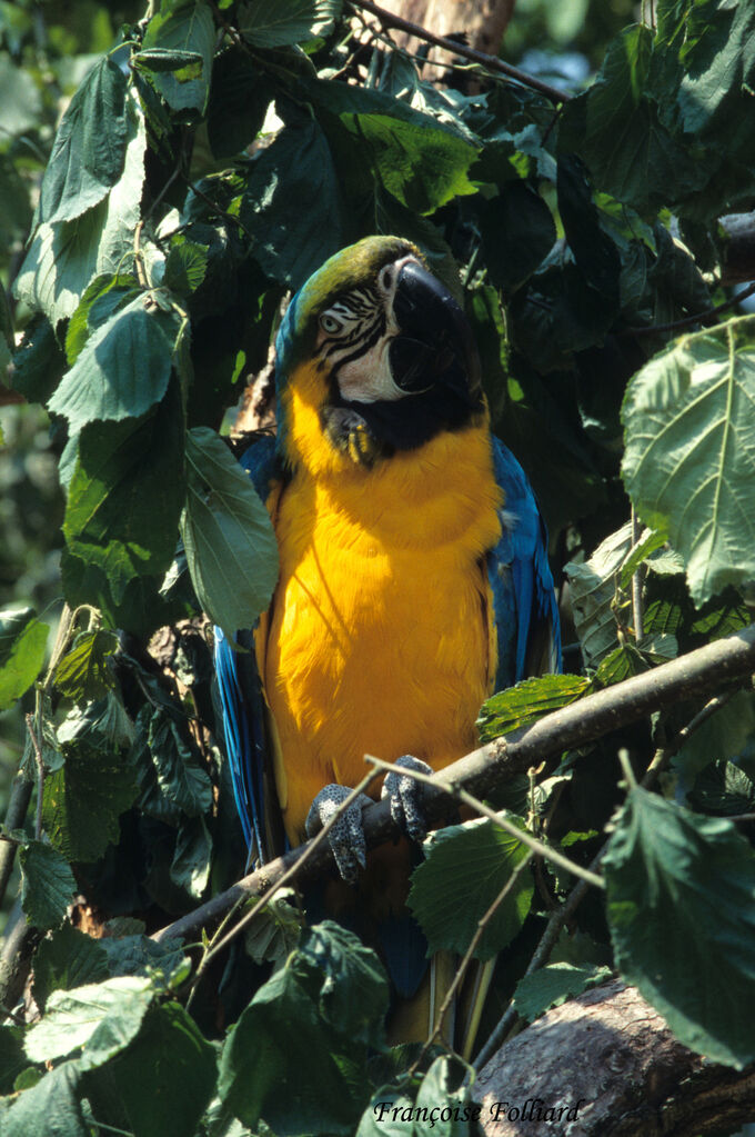 Blue-and-yellow Macawadult, identification