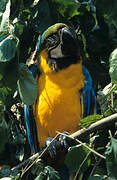 Blue-and-yellow Macaw